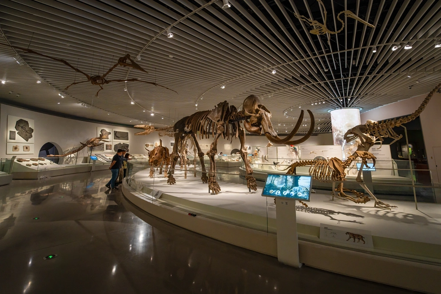 Natural History Museum Shenzhen - Evolution 1